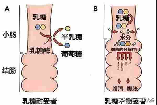 宝宝腹泻怎么办？益生菌、乳糖酶、腹泻奶粉...你家踩过哪个坑？